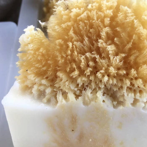 Handmade Sea Sponge Soap from Kauai